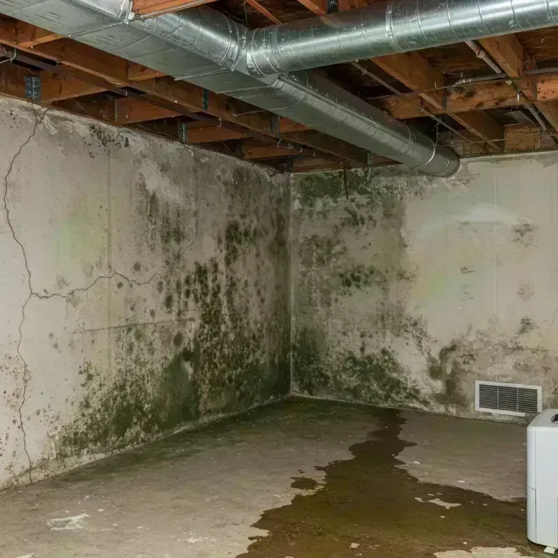 Professional Mold Removal in Ballston Spa, NY